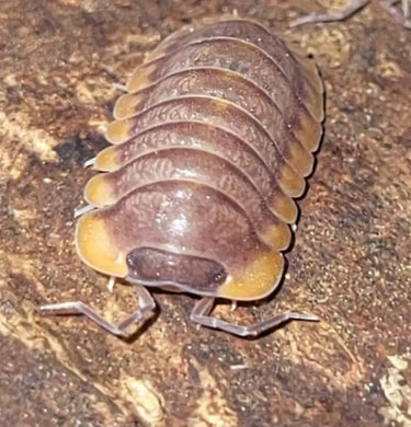 red edge isopod